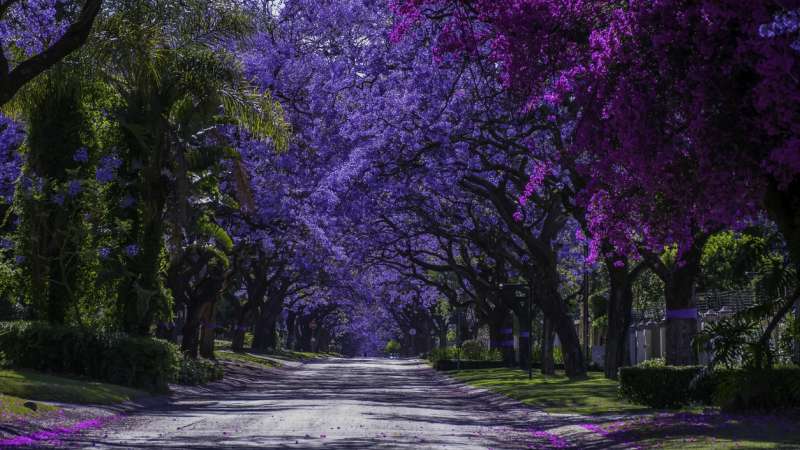 Johannesburg streets in spring