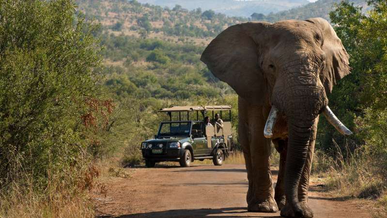 Pilanesberg Big 5 safari near JHB