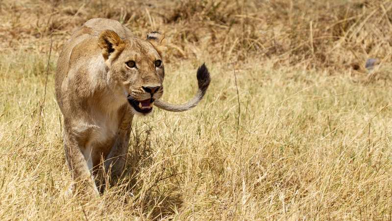 Lion Moremi safari