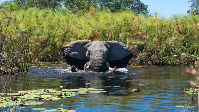 Okavango elephant