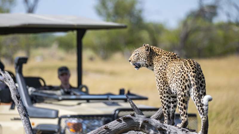 Moremi safari leopard