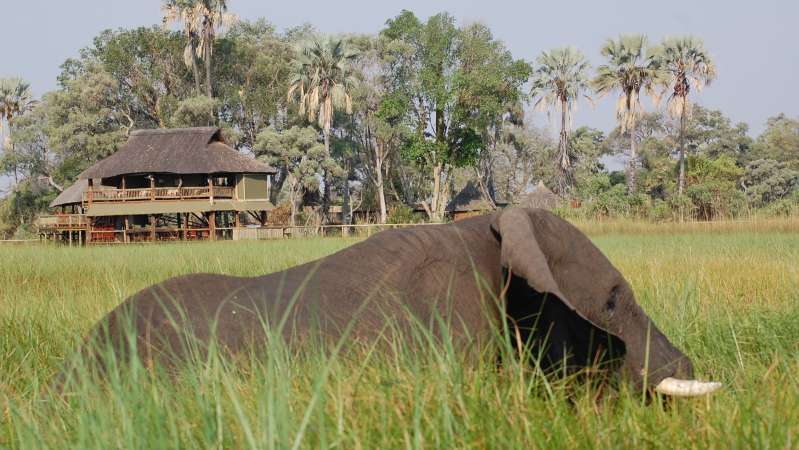 Moremi elephant safari Botswana