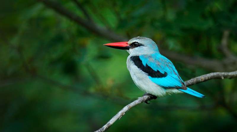 Moremi exceptional birding