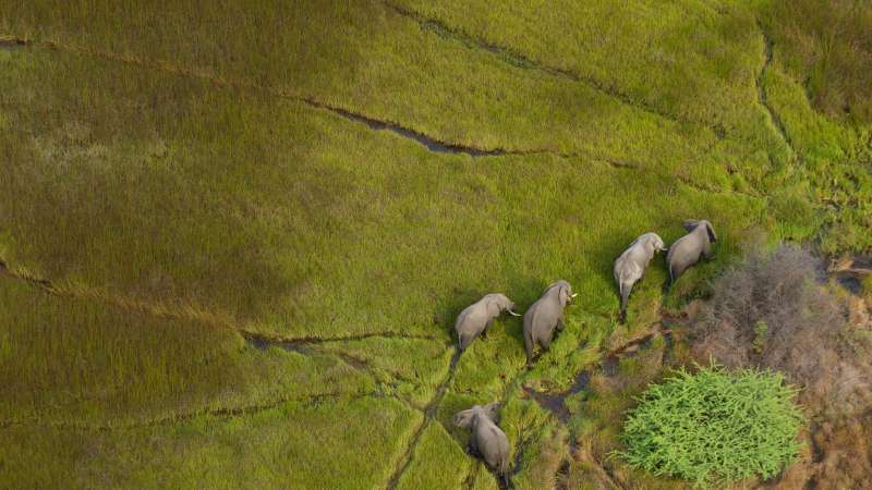 01h okavango delta elephants