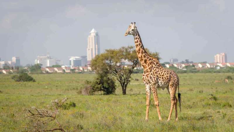 Giraffe in nairobi national park