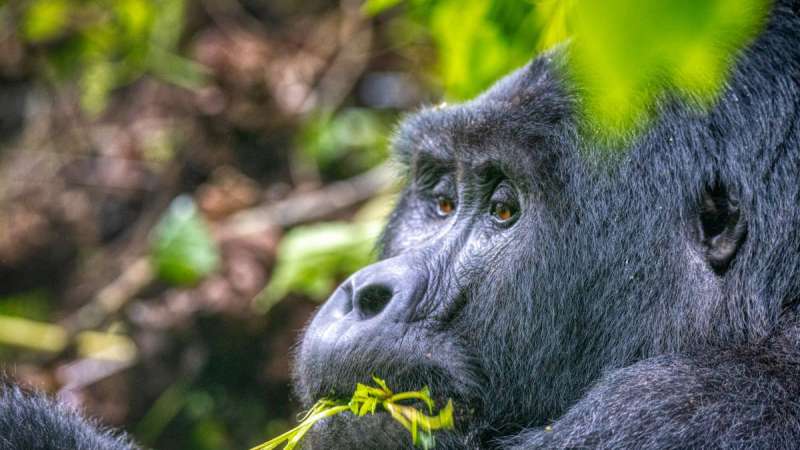 Gorilla trekking Uganda