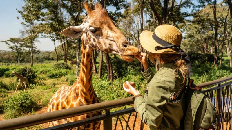 Giraffe center Kenya safari