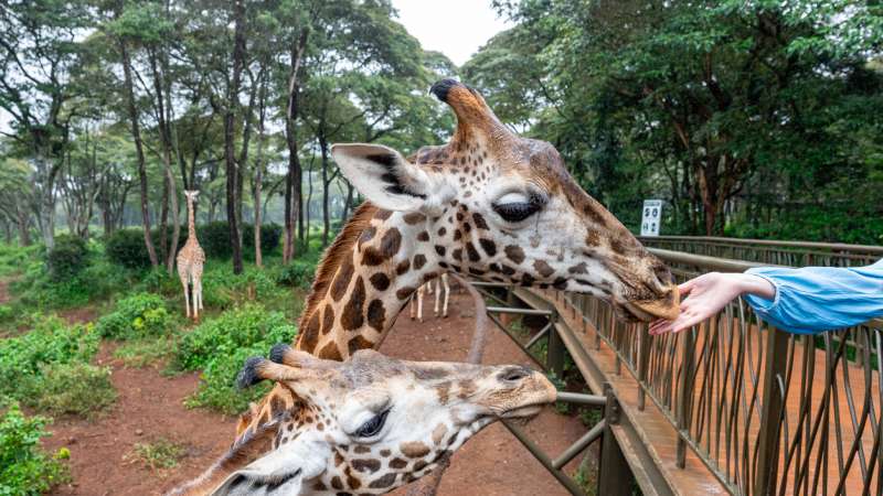 Feeding Giraffes in Nairobi Keny