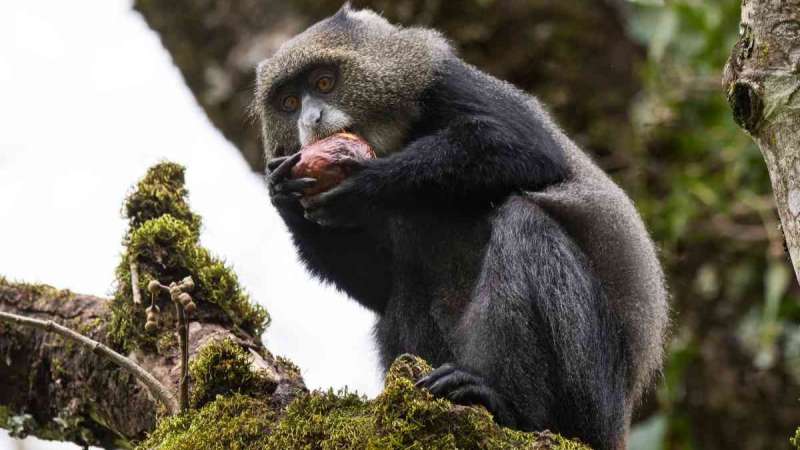 Blue monkey in Arusha national park