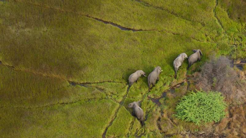 Okavango elephants from above