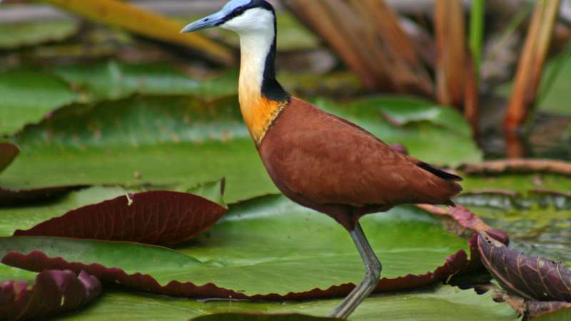 Birdlife in Chobe near Kasane