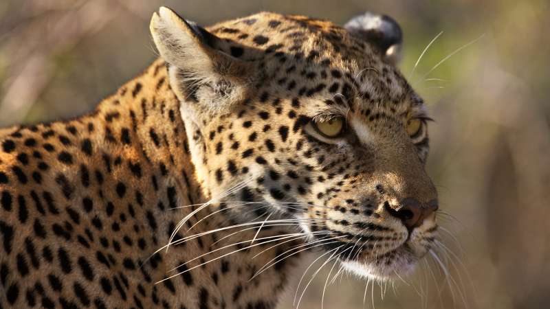 Savuti leopard