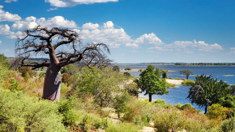 Chobe river with boabab tree botswana horizontal