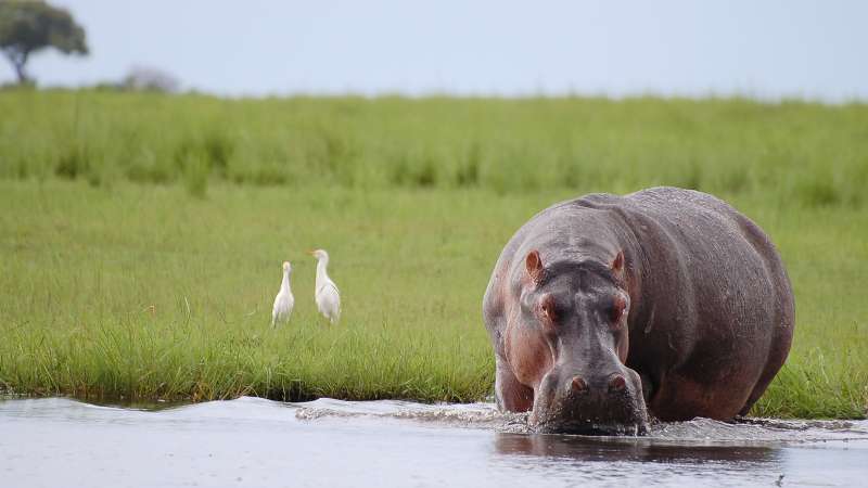 Hippo and egrets chobe