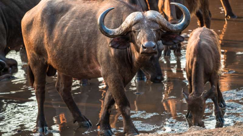 Majete big 5 safari buffalo