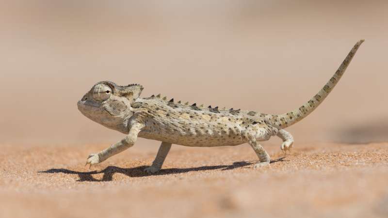 Unique desert wildlife Swakopmund