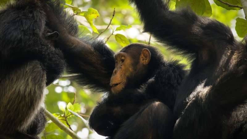 Chimpanzees trekking