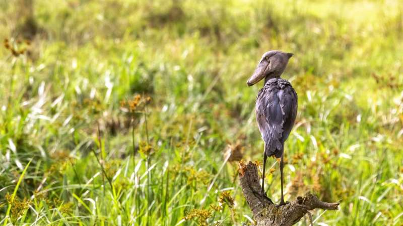 Shoebill stork Queen Elizabeth National Park