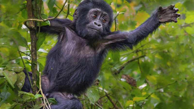 Baby gorilla bwindi national park