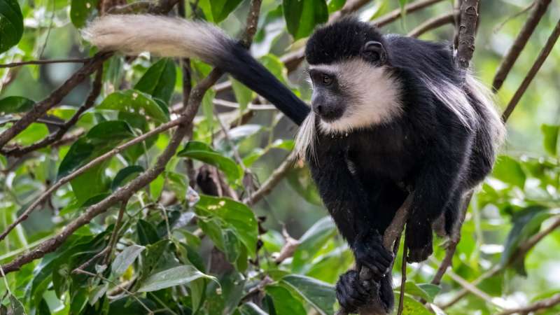 Colobus monkey in Entebbe botanical gardens