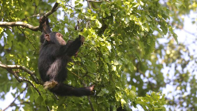 Ngamba island chimpanzee sanctuary, Entebbe