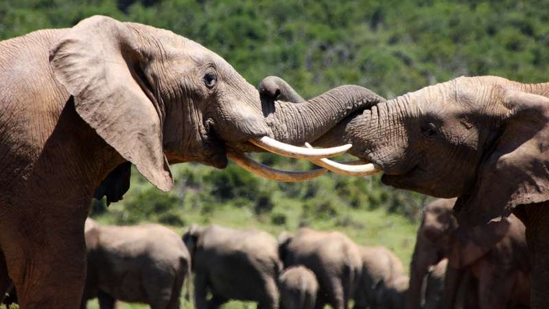 Addo elephants for a malaria free safari
