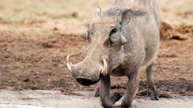 Warthog addo