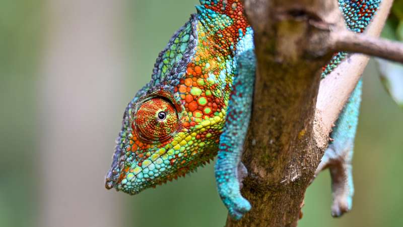 Close-up of a colorful chameleon on a branch in Madagascar