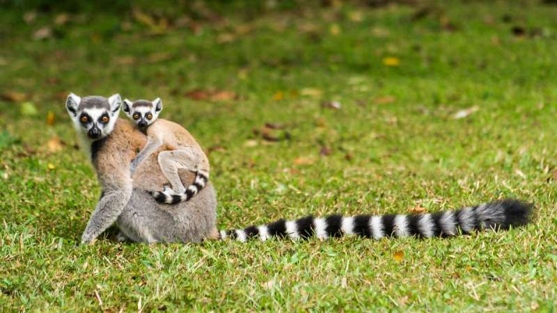 Group of lemurs in Madagascar rainforest habitat