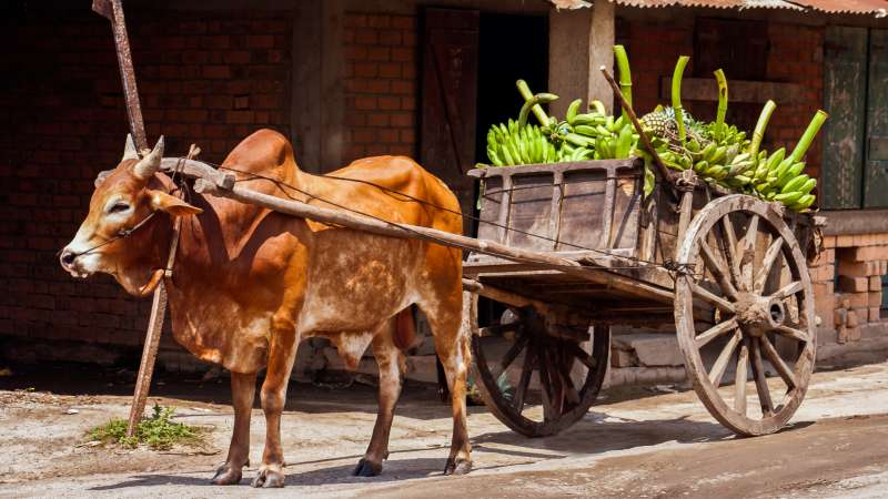 Traditional zebu cart on a rural road, northern Madagascar