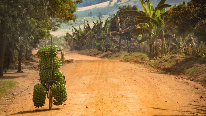 Banana transport in uganda