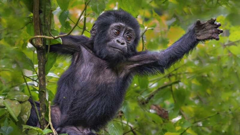 Gorilla baby in bwindi uganda