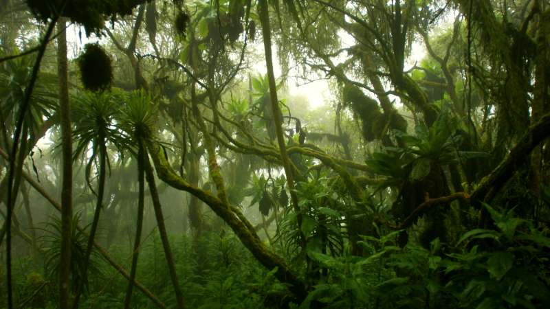 Rwenzori mountains uganda
