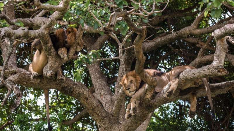 Tree climbing lions of queen elizabeth national park-2