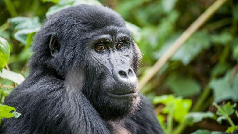Uganda gorilla trekking