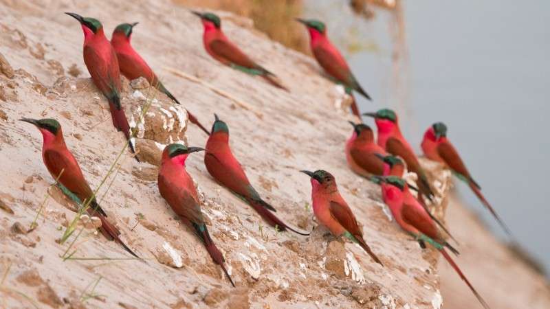 Carmine bee-eaters kafue zambia