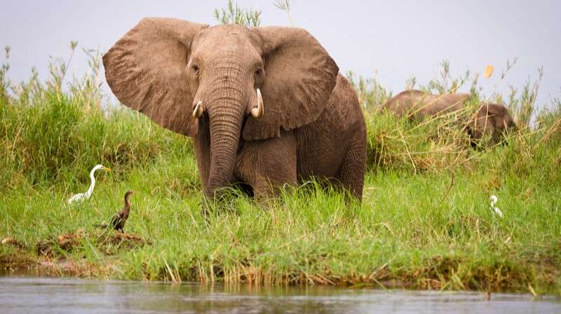 Elephants from the Zambezi
