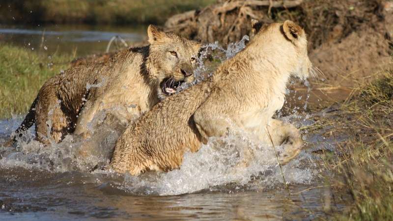 Lions playing in water zambia safari