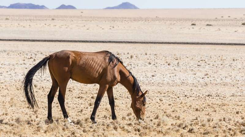 Namib desert horse namibia naukluft park