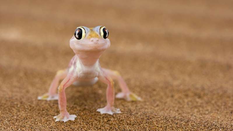 Namib sand gecko