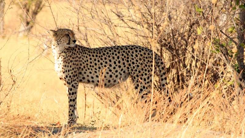 Cheetah in hwange