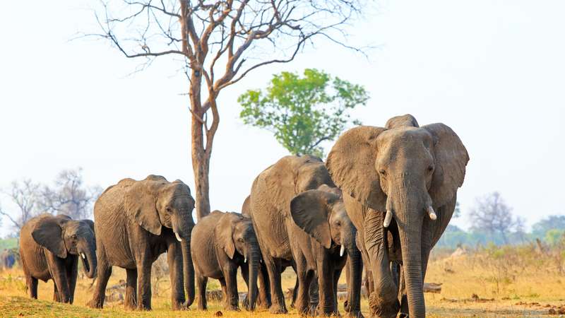 Elephants hwange national park (16)