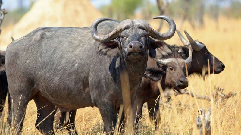 Hwange buffalo
