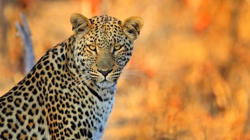 Hwange leopard