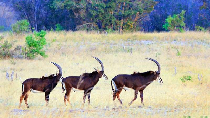 Hwange sable antelopes