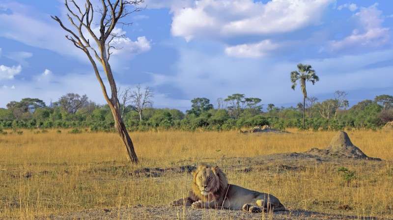 Lion resting hwange