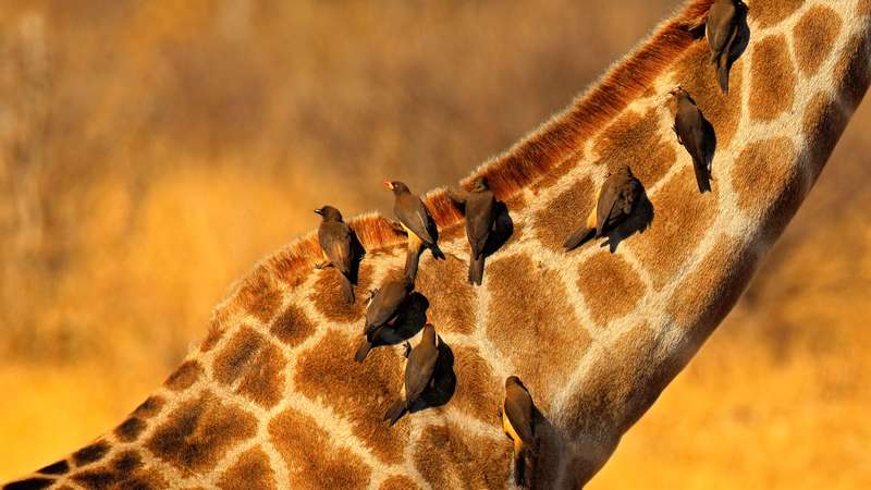 Yellow-billed oxpeckers on giraffe hwange national park