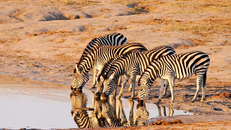 Zebras hwange national park