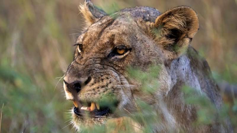 Angry lioness in south luangwa national park