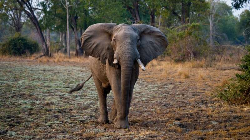 Elephant bull on alert south luangwa